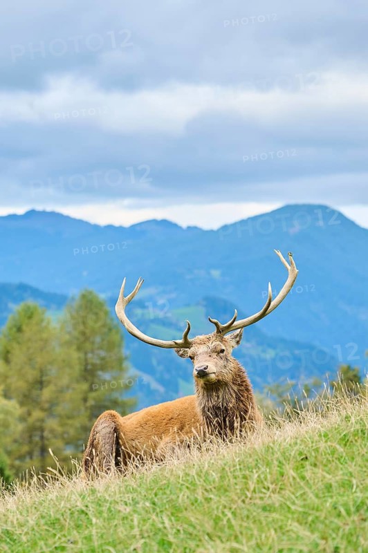 A deer with large antlers resting on a grassy hill surrounded by mountains under a cloudy sky, Red deer (Cervus elaphus), Wildpark Aurach, Austria