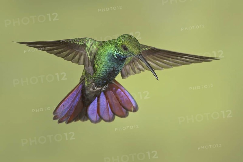 Green-breasted Mango (Anthracothorax prevostii), Costa Rica
