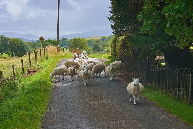 Flock of sheep on a country road surrounded by fences and trees, Sutherland, Strathnaver, Kinbrace, Scotland, United Kingdom, Great Britain