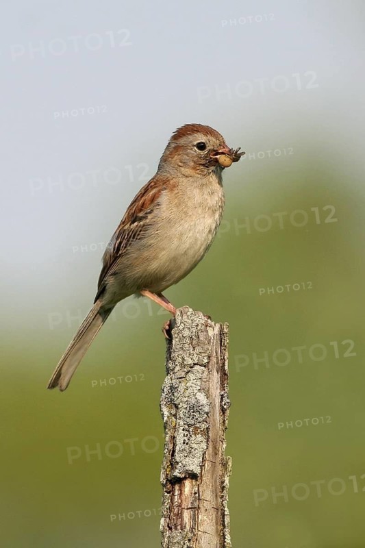 Field Sparrow (Spizella pusilla), Ohio, USA
