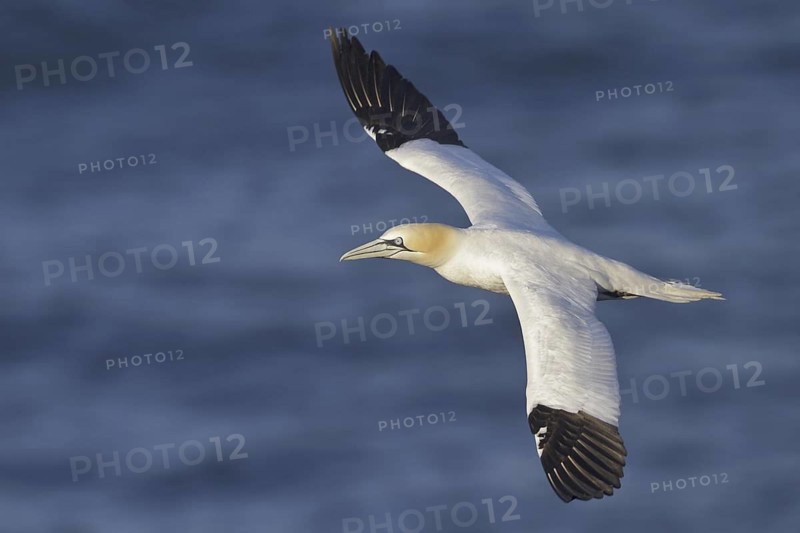 Northern Gannet (Morus bassanus) flying, Newfoundland, Canada