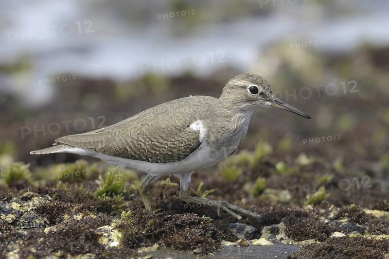 Common Sandpiper (Actitis hypoleucos), Goa, India