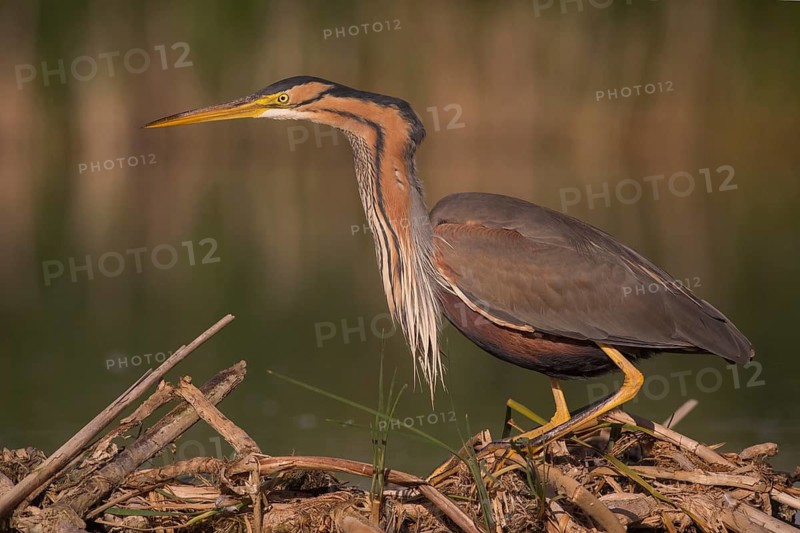 Purple Heron (Ardea purpurea), Subotica, Serbia