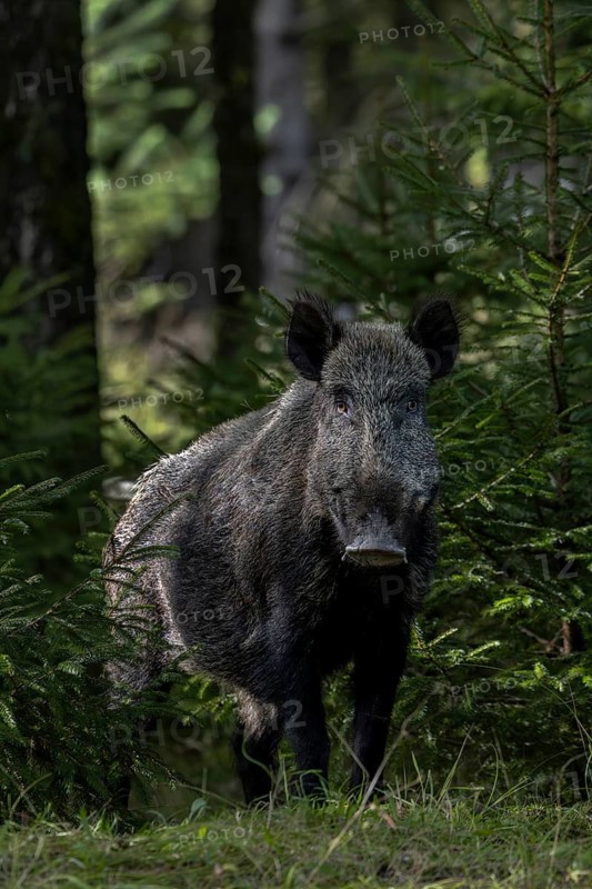 An impressive wild boar (Sus scrofa) suddenly appears between the spruces and leers directly in my direction, fattening year, acorn fattening, defensive, September, Denmark