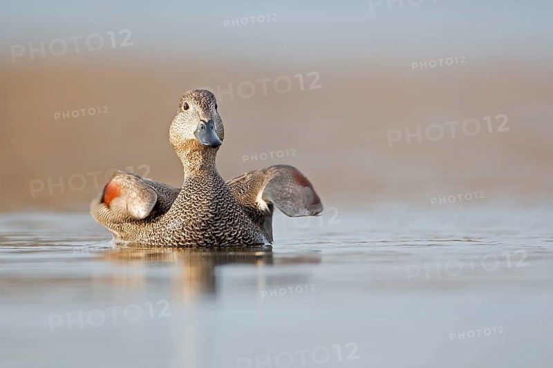 Gadwall (Mareca strepera) male, Saxony-Anhalt, Germany