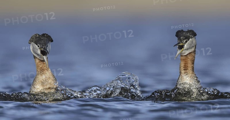 Red-necked Grebe (Podiceps grisegena), Alaska, USA