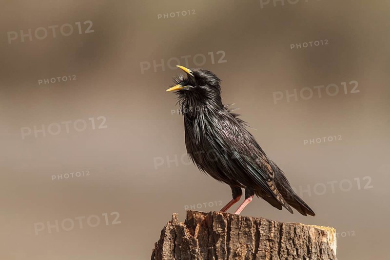 Spotless Starling (Sturnus unicolor), calling, Castile-La Mancha, Spain