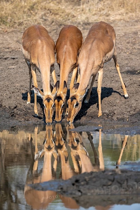 Three impalas (Aepyceros melampus) drinking at a natural waterhole, females, heads close together, Black Heeler Antelope, Kruger National Park, South Africa