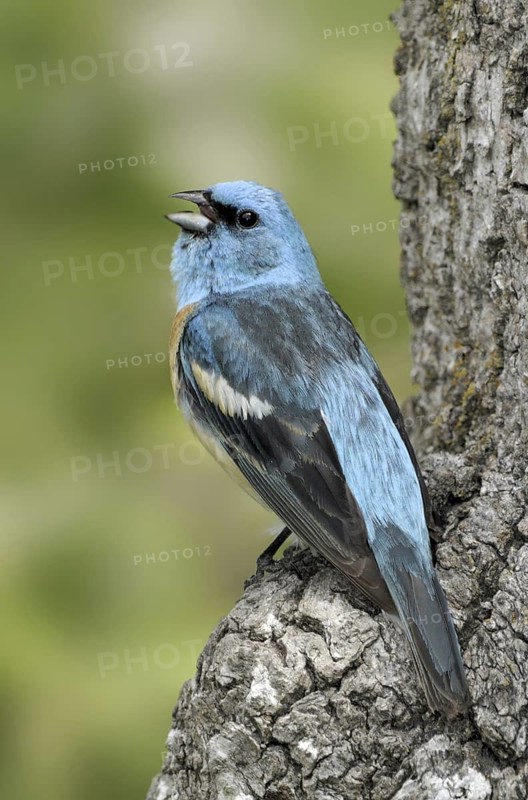 Lazuli Bunting (Passerina amoena), Washington, USA