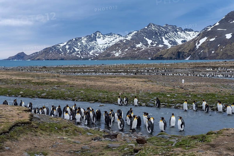 King penguins (Aptenodytes patagonicus), colony on a glacial river with snow-capped mountains and bay in the background, St. Andrews Bay, South Georgia