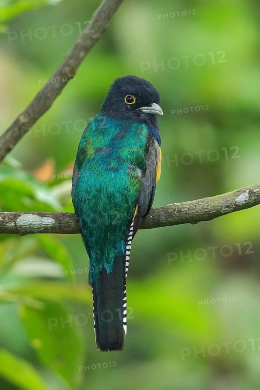 Violoceous Trogon (Trogon Violaceus) perched on a branch in Costa Rica