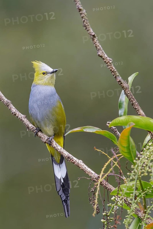 Long-tailed Silky Flycatcher (Ptilogonys caudatus) perched on a branch in Costa Rica