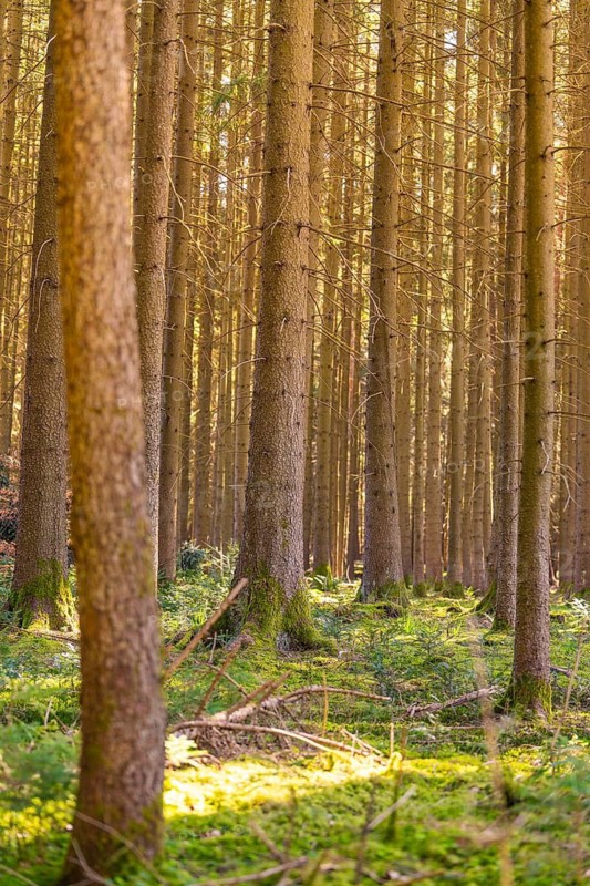 Dense rows of trees meet sun-drenched undergrowth, Calw, Black Forest, Germany