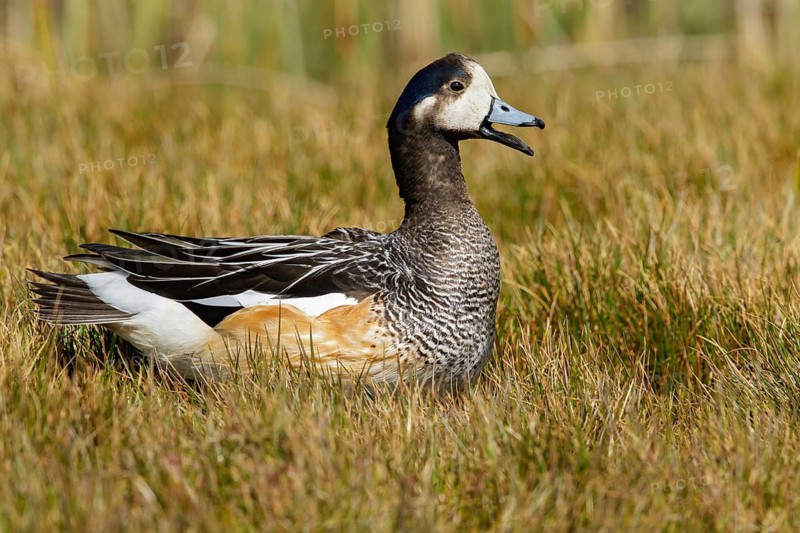 Chiloe Wigeon (Anas sibilatrix) at the edge of a small pond in the Falkland Islands