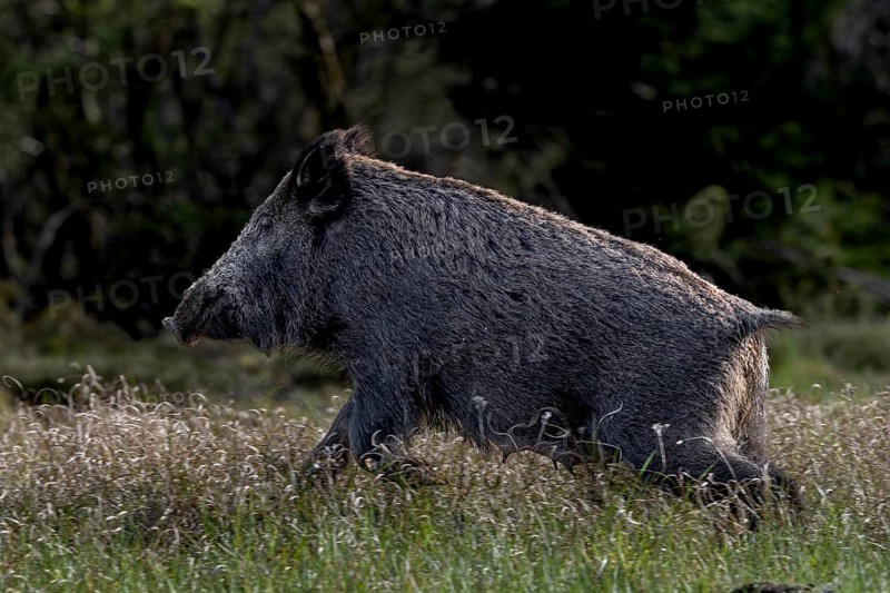 A wild boar (Sus scrofa) flees into the neighbouring forest after scenting me, escape, Denmark