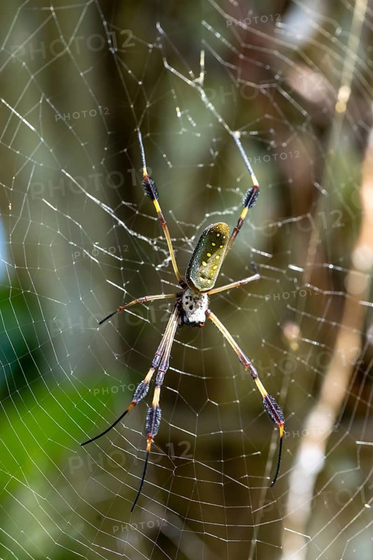 Golden silk spider (Trichonephila clavipes) in its spider web, Tortuguero National Park, Costa Rica