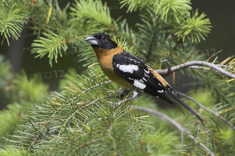 Black-headed Grosbeak (Pheucticus melanocephalus) male, British Columbia, Canada