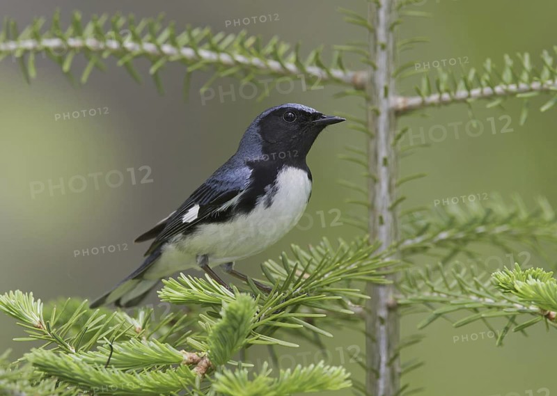 Black-throated Blue Warbler (Setophaga caerulescens) male, Michigan, USA