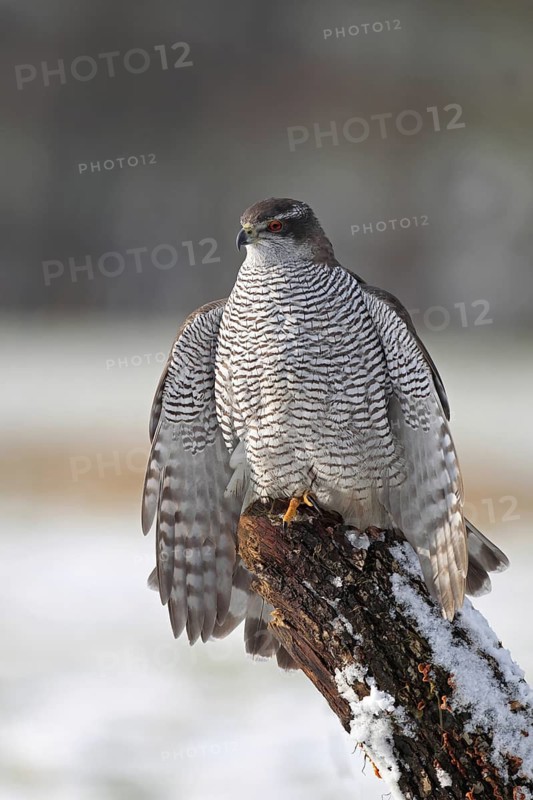 Northern Goshawk (Accipiter gentilis) female, Baden-Wuerttemberg, Germany