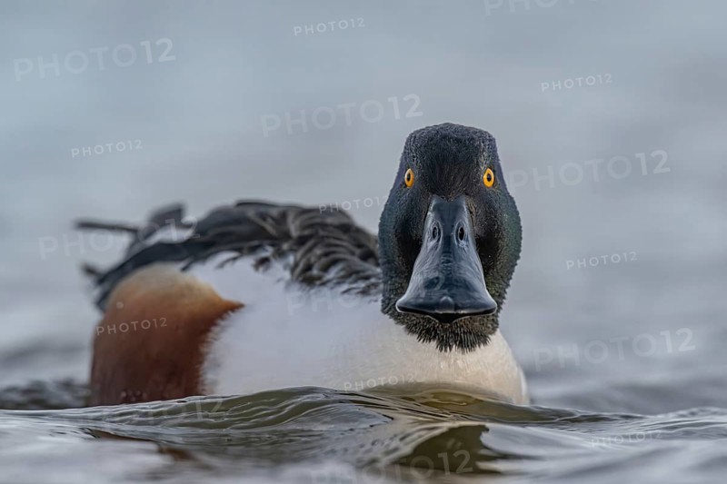 Northern Shoveler (Spatula clypeata) male, Schleswig-Holstein, Germany