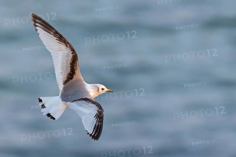 Dreizehenmöwe, Black-legged Kittiwake, Kittiwake, Rissa tridactyla, Mouette tridactyle, Gaviota Tridáctila