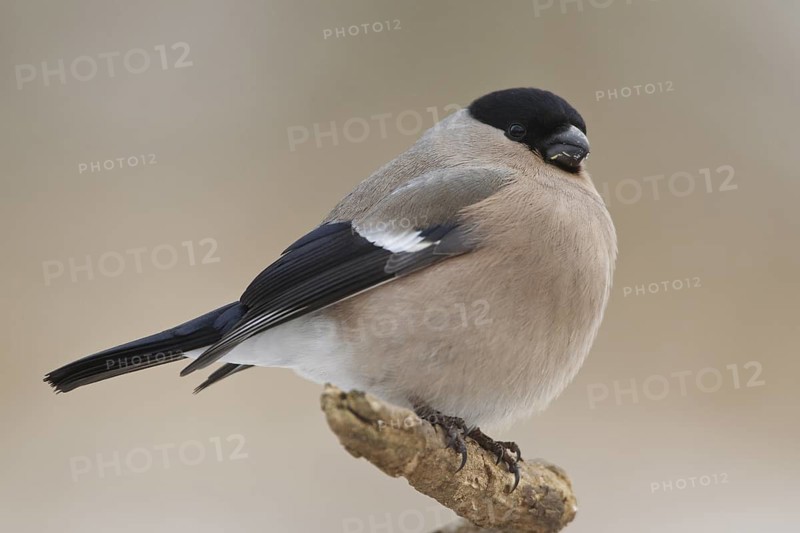 Eurasian Bullfinch (Pyrrhula pyrrhula) female, Rhineland-Palatinate, Germany