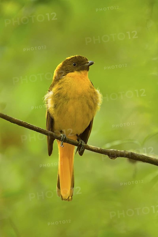 Golden Bowerbird (Prionodura newtoniana) male, Queensland, Australia