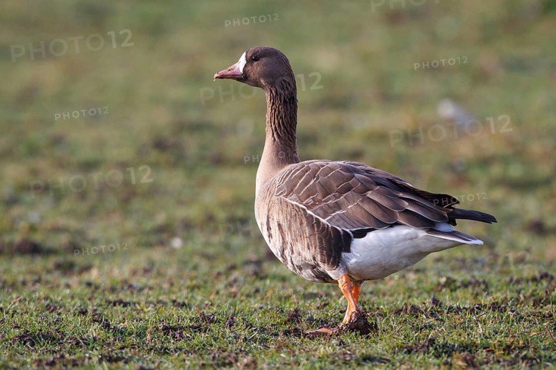 Greater White-fronted Goose (Anser albifrons), North Rhine-Westphalia, Germany