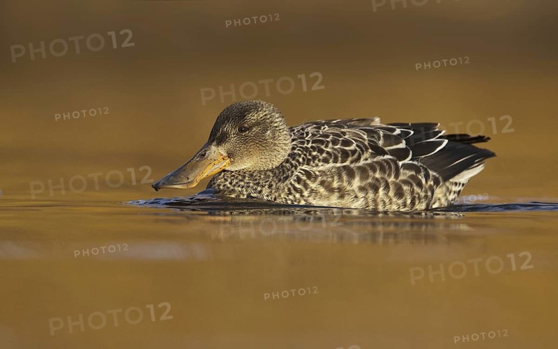 Northern Shoveler (Spatula clypeata) female, British Columbia, Canada