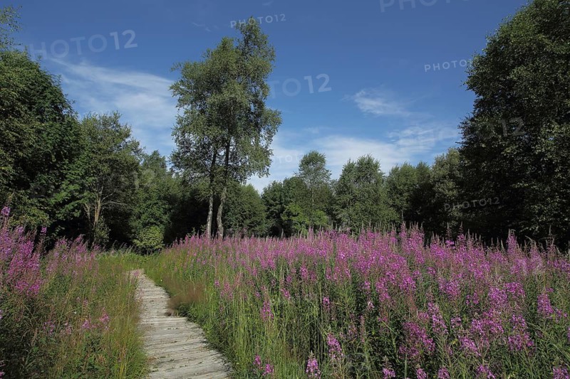 Plank path and field with blooming sally (Epilobium angustifolium), landscape, hiking trail, wooden path, Schwarzes Moor, Rhön, Bavaria, Germany