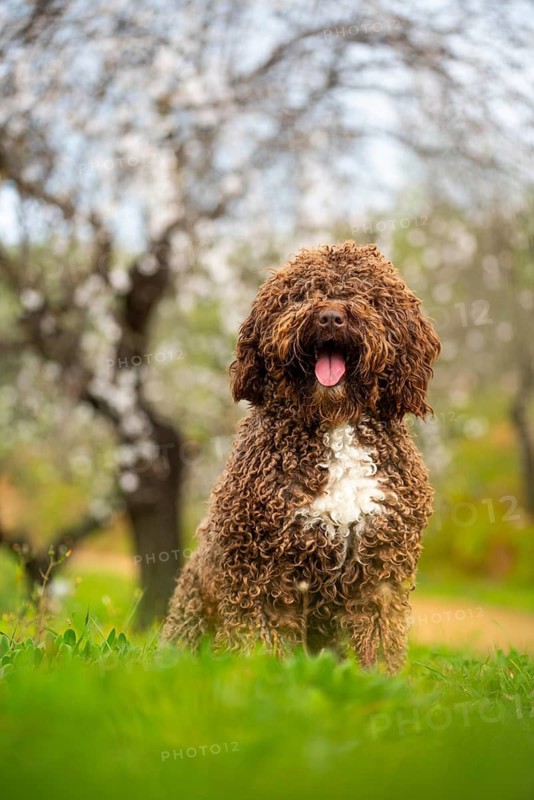 A fluffy Andalusian water dog stands amid lush green grass with blooming trees in the background, showcasing its curly fur and lively expression
