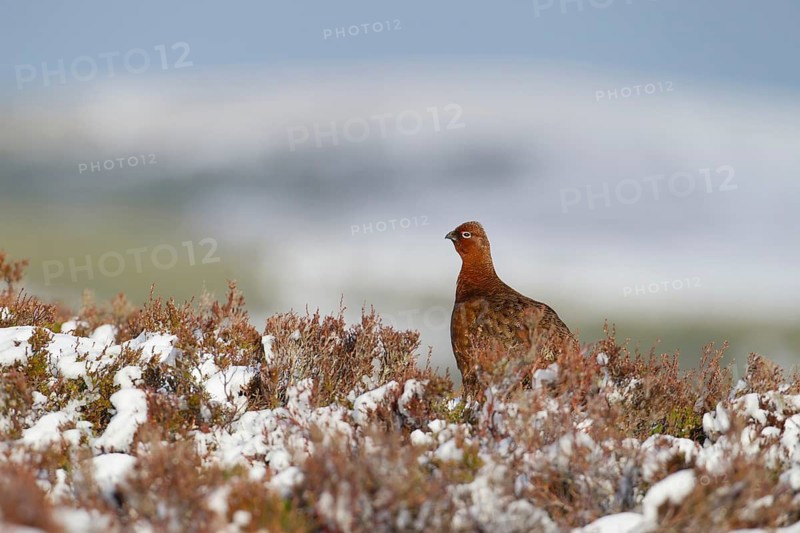 Red grouse (Lagopus lagopus scotica) adult game bird on a snow covered moorland in winter, Scotland, United Kingdom