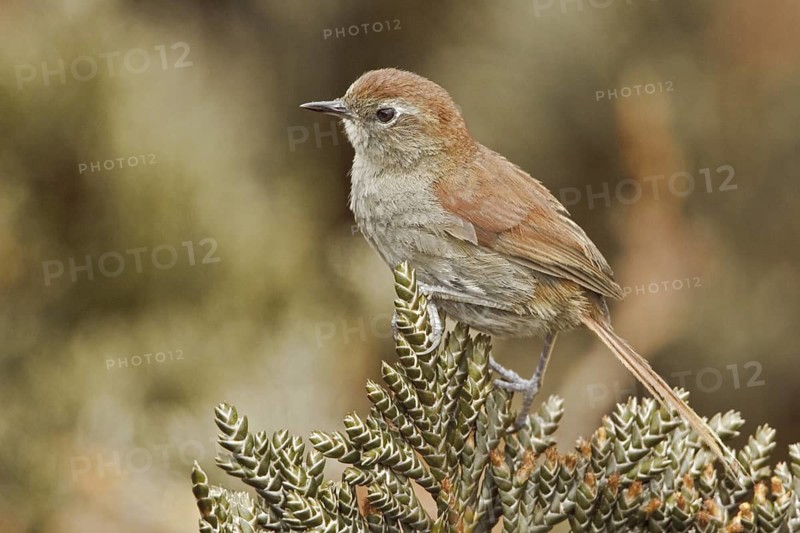 White-chinned Thistletail (Asthenes fuliginosa), Ecuador