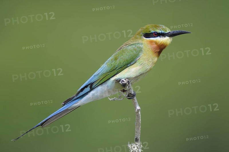 Blue-cheeked Bee-eater (Merops persicus), Sri Lanka
