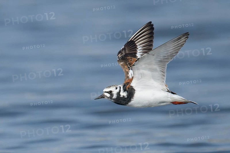 Ruddy Turnstone (Arenaria interpres) flying, Texas, USA