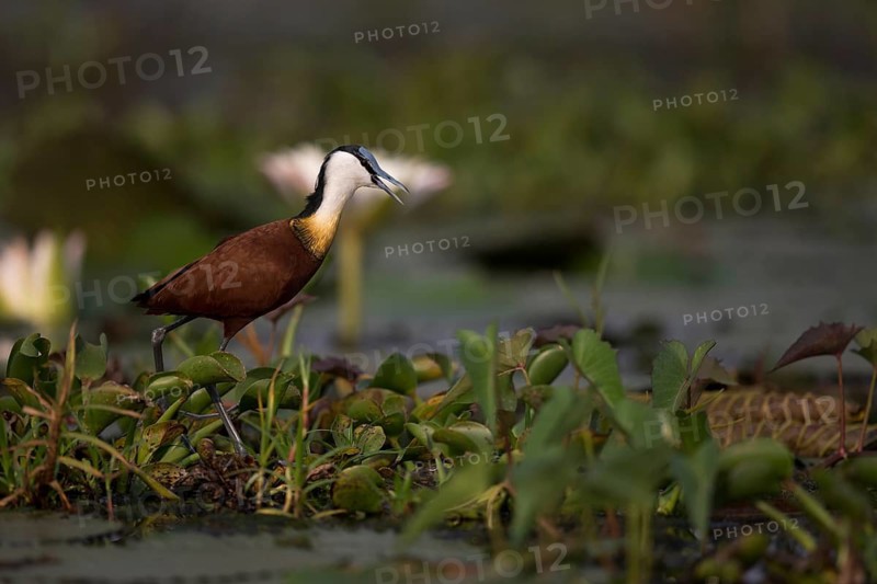 African Jacana (Actophilornis africanus) foraging, Semuliki National Park, Uganda