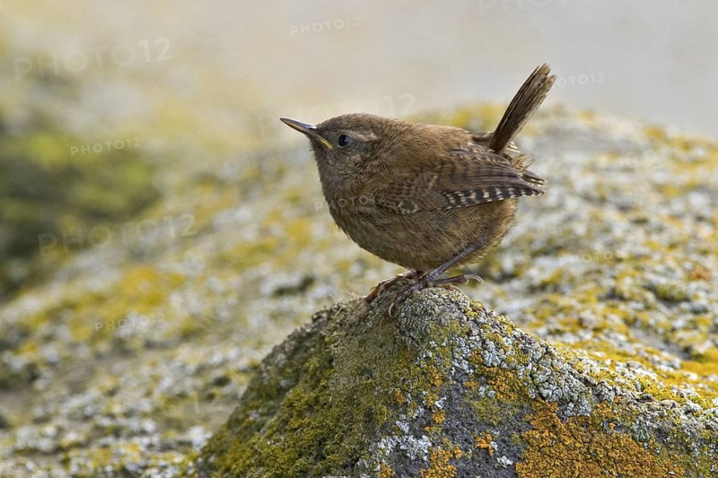 Pacific Wren (Troglodytes pacificus), Alaska, USA