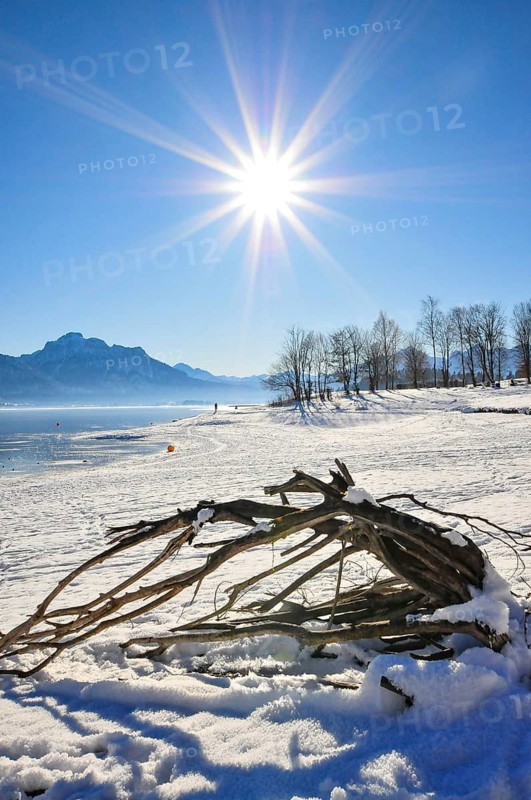 Winter idyll on Lake Forggensee in the Allgäu, in the background the Säuling (2047 m) near Füssen, Bavaria, Germany