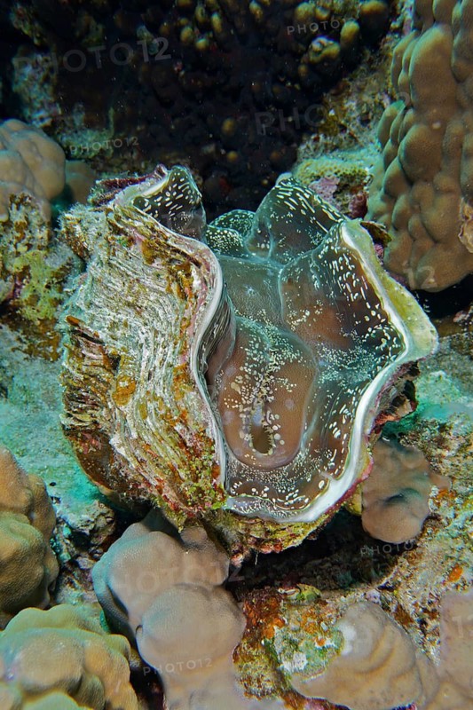 Common giant clam (Tridacna maxima)