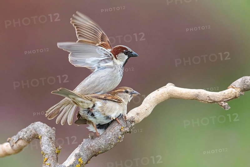 House sparrow, sparrow, (Passer domesticus), songbird, sparrow family, sparrows, perch, biotope, Hides de El Taray / Lesser Kestr, Villafranca de los Caballeros, Castilla La Mancha / Toledo, Spain