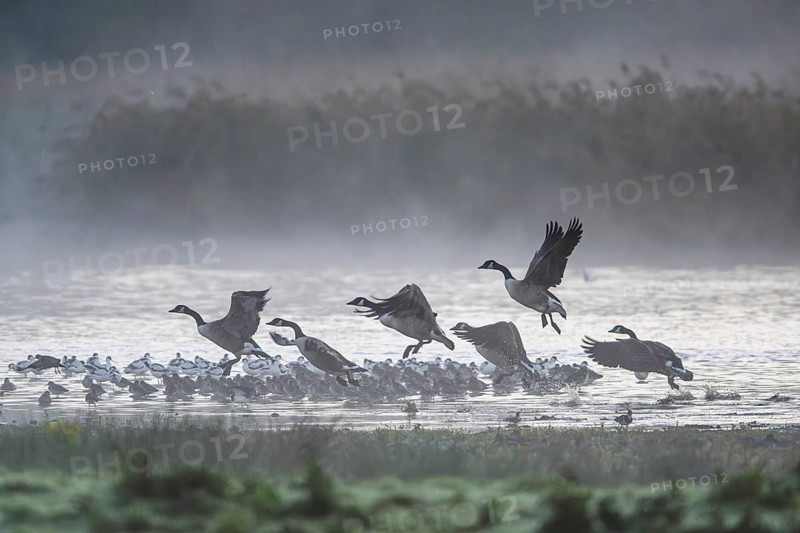 Canada Goose, Branta Canadensis, birds in flight over marshes