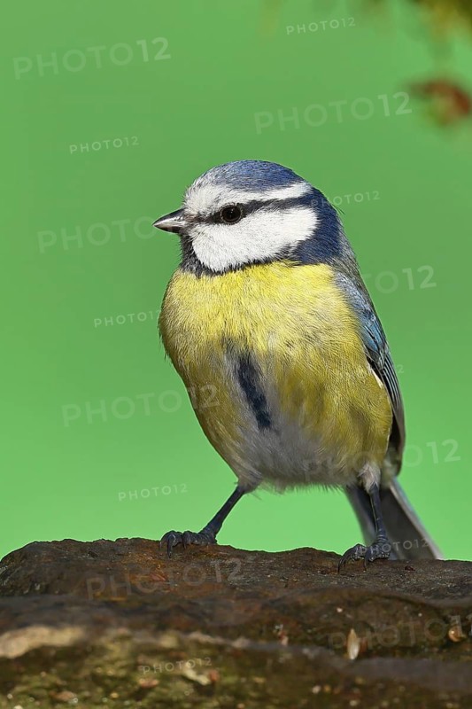 Blue tit (Parus caeruleus), sitting on a stone on the forest floor, back view, Wilnsdorf, North Rhine-Westphalia, Germany