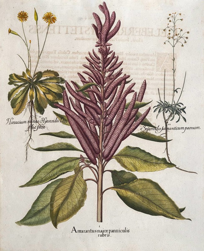 Amaranth (Amaranthus), hand-coloured copperplate engraving by Basilius Besler, from Hortus Eystettensis, 1713