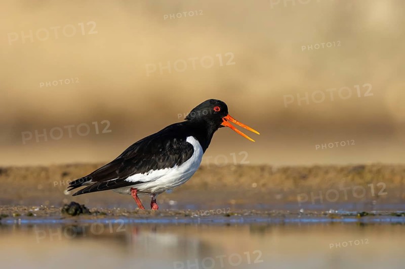 Eurasian Oystercatcher (Haematopus ostralegus) male, North Rhine-Westphalia, Germany