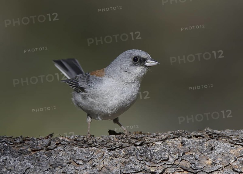 Red-backed Junco (Junco hyemalis dorsalis), New Mexico, USA
