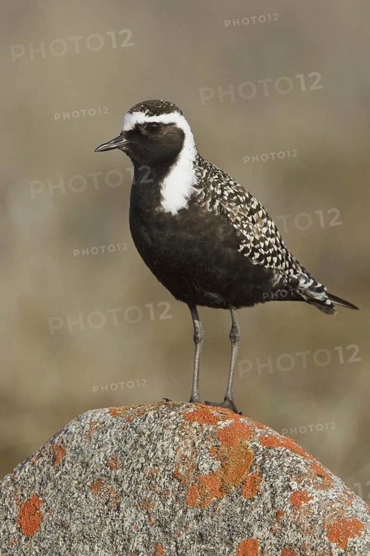 American Golden Plover (Pluvialis dominica), Manitoba, Canada