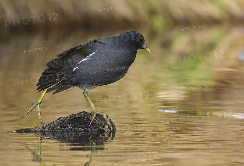 Common Moorhen (Gallinula chloropus), Arizona, USA