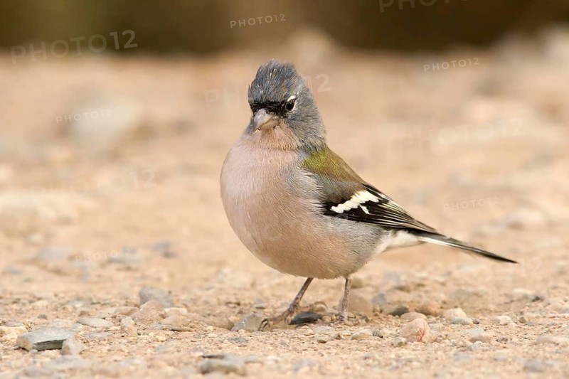 Common Chaffinch (Fringilla coelebs africana) male, Morocco