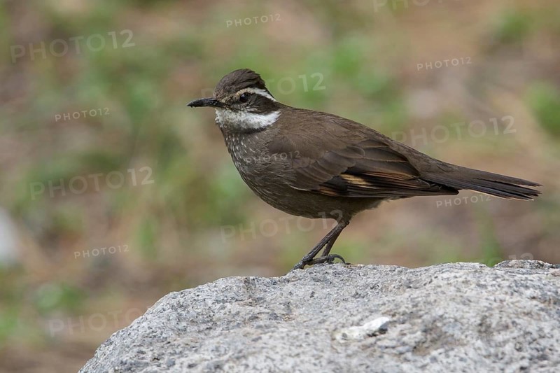 Dark-bellied Cinclodes (Cinclodes patagonicus) perched on the ground in Chile