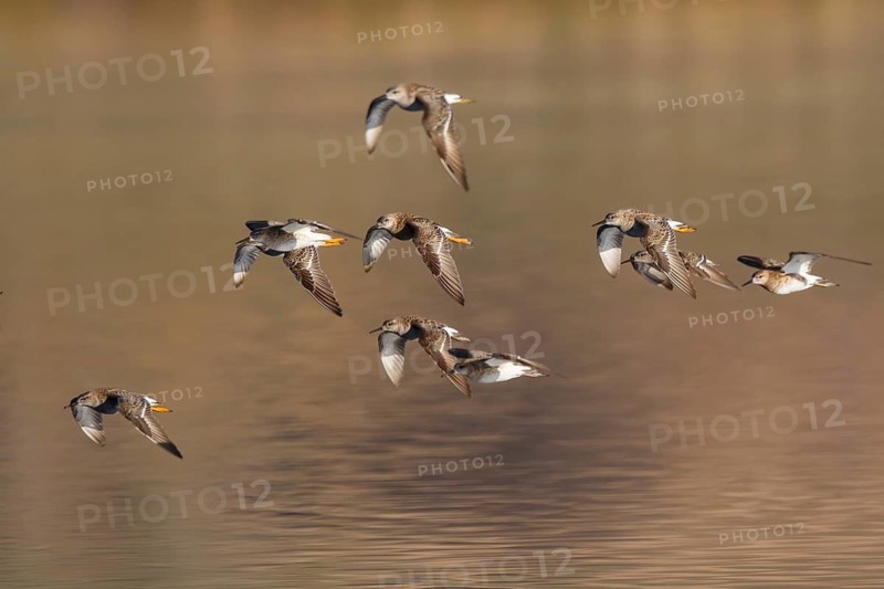 Ruff (Calidris pugnax) group flying, Lesvos, Greece